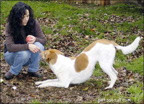 Effective Positive Dog Training Techniques for a Happier, Obedient Pet