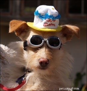 Engaging Dog Activities: Play, Training, and Community Fun