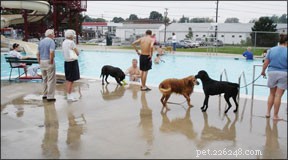 Engaging Dog Activities: Play, Training, and Community Fun