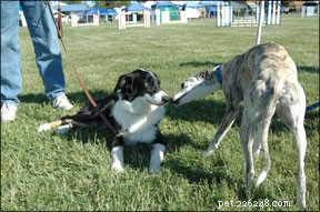 Safe & Smooth Dog Introductions at Home: Expert Guidance