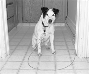How to Teach Your Dog Proper Greetings: A Step-by-Step Guide