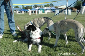 Safe & Smooth Dog Introductions at Home: Expert Guidance