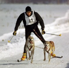 Snow Adventures: 10 Trusted Winter Activities to Share with Your Dog