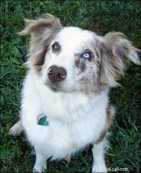 Effective Training Strategies for Senior Dogs: Keep Your Aging Companion Engaged and Healthy