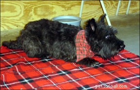 Effective Training Strategies for Senior Dogs: Keep Your Aging Companion Engaged and Healthy