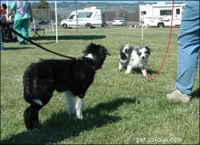 Safe & Smooth Dog Introductions at Home: Expert Guidance
