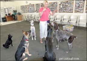 Effective Training Strategies for Senior Dogs: Keep Your Aging Companion Engaged and Healthy