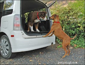Safe & Smooth Dog Introductions at Home: Expert Guidance