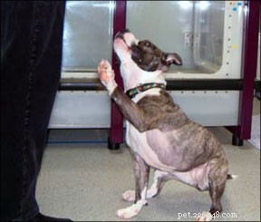 Optimizing Canine Sports: Injury Prevention Through Targeted Conditioning