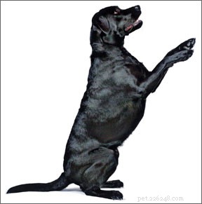 Optimizing Canine Sports: Injury Prevention Through Targeted Conditioning