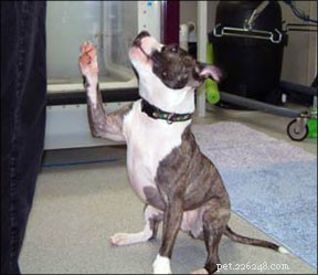 Optimizing Canine Sports: Injury Prevention Through Targeted Conditioning