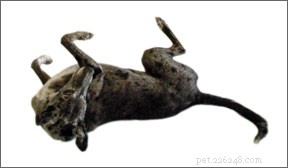 Optimizing Canine Sports: Injury Prevention Through Targeted Conditioning
