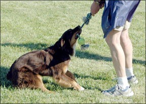Optimizing Canine Sports: Injury Prevention Through Targeted Conditioning