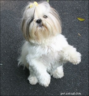 Optimizing Canine Sports: Injury Prevention Through Targeted Conditioning
