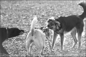 Optimizing Canine Sports: Injury Prevention Through Targeted Conditioning