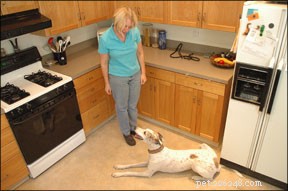Boost Your Dog’s Reliability: Proven Training Techniques