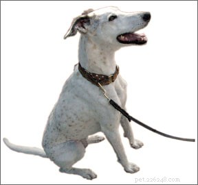 Boost Your Dog’s Reliability: Proven Training Techniques
