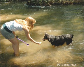 Discover the Benefits of Canine Swimming Lessons: Boost Your Dog’s Health & Happiness