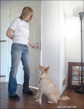 Mastering the  Stay  Command: A Complete Guide for Safer, Obedient Dogs