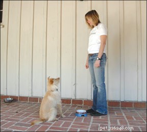 Mastering the  Stay  Command: A Complete Guide for Safer, Obedient Dogs