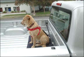 Pro Guide: Train Your Newly Adopted Dog in Weeks