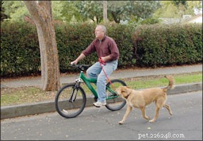 Pro Guide: Train Your Newly Adopted Dog in Weeks