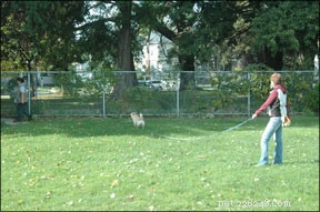 Mastering Reliable Recall: Training Your Dog for Instant Response