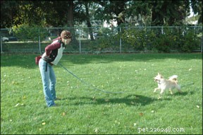 Mastering Reliable Recall: Training Your Dog for Instant Response