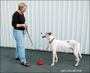 How to Teach Your Dog the Reliable  Leave It  Command