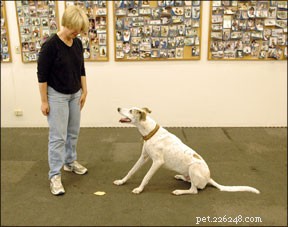 How to Teach Your Dog the Reliable  Leave It  Command