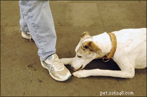 How to Teach Your Dog the Reliable  Leave It  Command