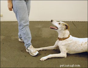 How to Teach Your Dog the Reliable  Leave It  Command