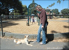 Mastering Generalization in Dog Training: Why Your Dog Performs at Home, Not in Class
