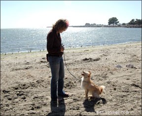 Mastering Generalization in Dog Training: Why Your Dog Performs at Home, Not in Class