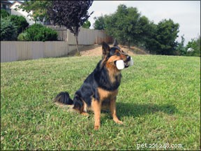Teach Your Dog to Play Fetch Using Positive Reinforcement