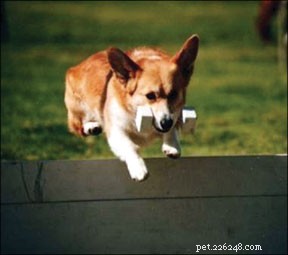 Teach Your Dog to Play Fetch Using Positive Reinforcement