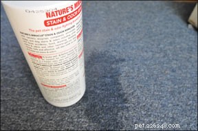 Effective Ways to Manage Indoor Accidents for Your Dog