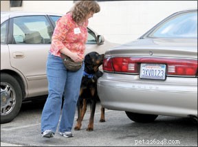Discover Nose Work: A Low-Cost Dog Sport That Enhances Smell Skills