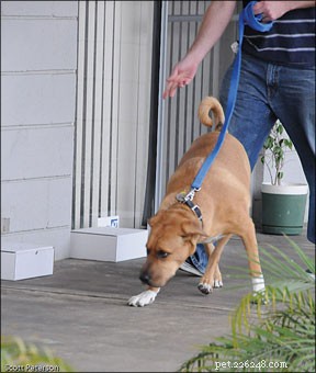 Discover Nose Work: A Low-Cost Dog Sport That Enhances Smell Skills