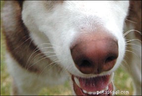 Discover Nose Work: A Low-Cost Dog Sport That Enhances Smell Skills
