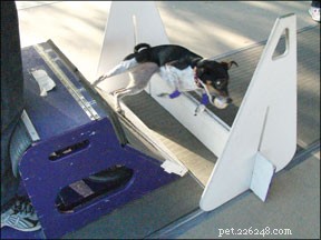Thrilling Dog Sports: High-Energy Canine Competitions Explained
