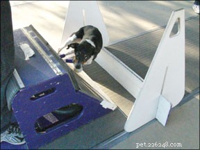 Thrilling Dog Sports: High-Energy Canine Competitions Explained