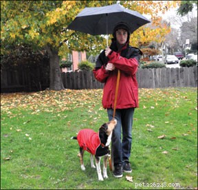 Master Dog House-Training in Winter: Proven Tips for Cold-Weather Success