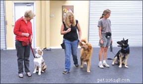 Train Your Dog for Calm Leash Walking: Expert Tips for a Stress‑Free Stroll