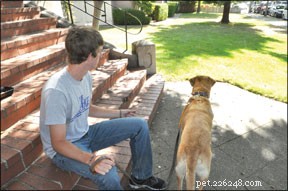 Train Your Dog for Calm Leash Walking: Expert Tips for a Stress‑Free Stroll