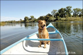 How to Safely Reintroduce Your Dog to Canoeing After a Traumatic Fishing Trip