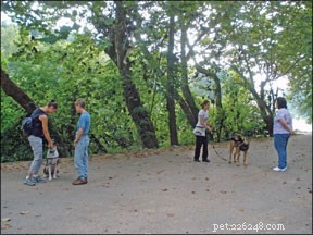 Train Your Dog for Calm Leash Walking: Expert Tips for a Stress‑Free Stroll