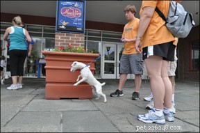 Train Your Dog for Calm Leash Walking: Expert Tips for a Stress‑Free Stroll