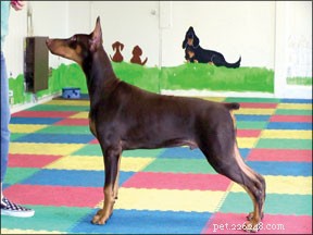 Mastering Show Dog Training: Proven Techniques for Success