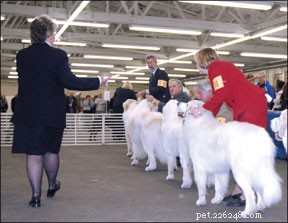 Mastering Show Dog Training: Proven Techniques for Success